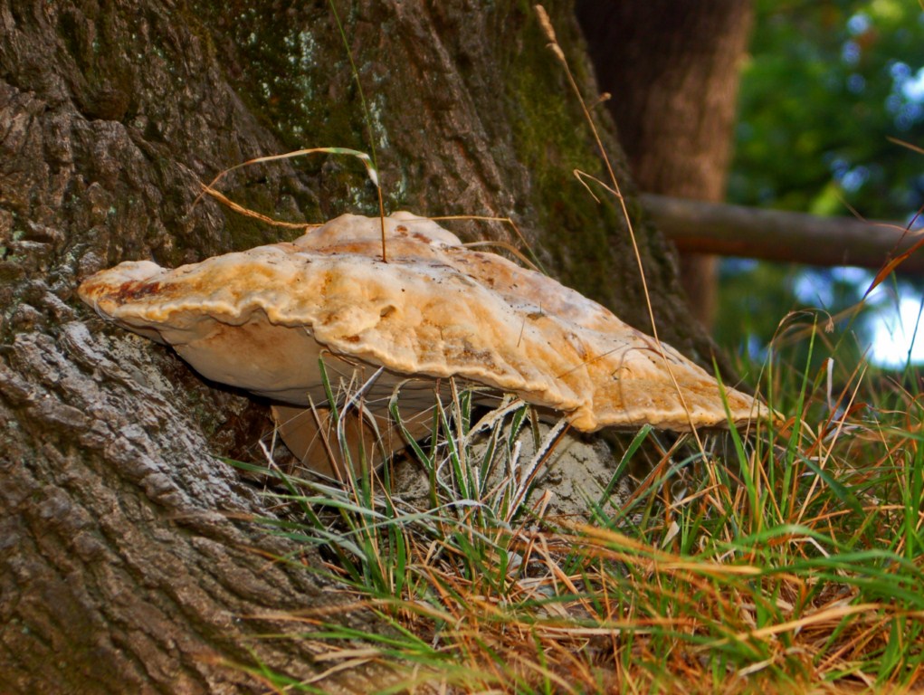 Alla base di una grossa quercia ...